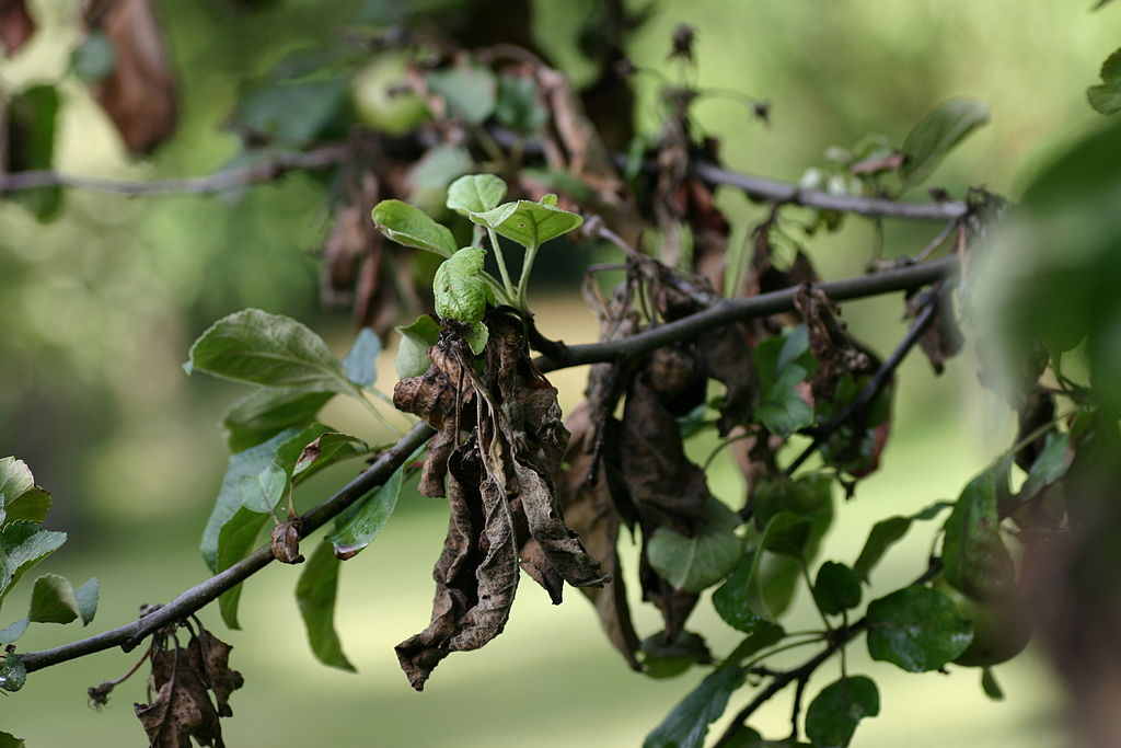 Photo of an apple tree with fire blight infection
