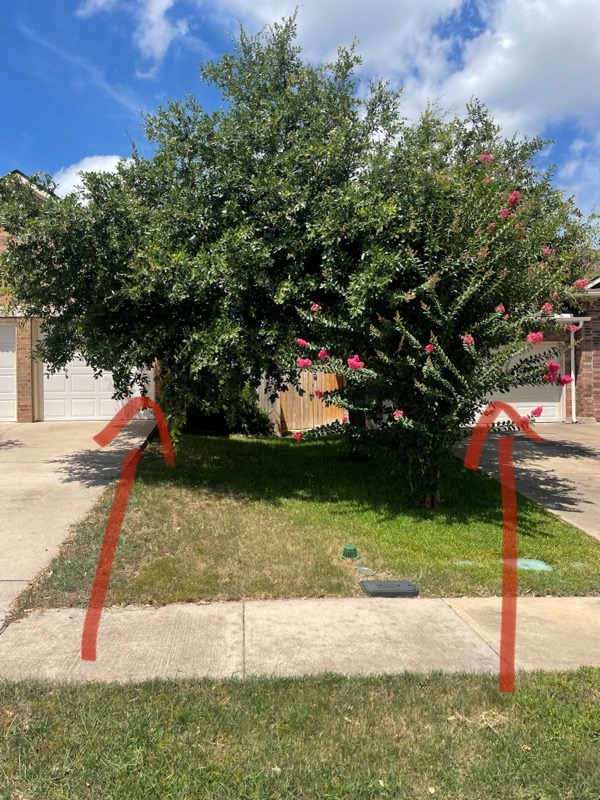 Before photo of tree trimming in Leander, TX