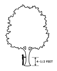 Graphic showing a mature tree, and the correct position to measure the trunk's diameter.