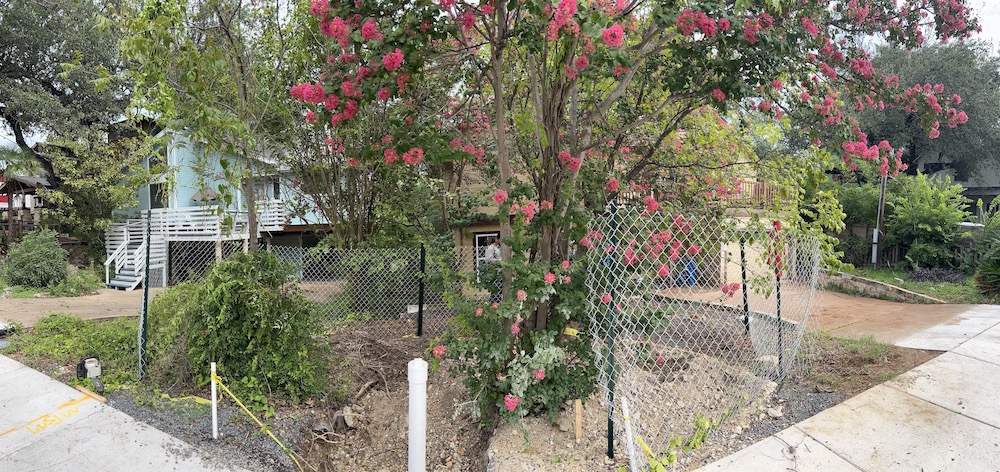 Photo of a crape myrtle tree with a perimeter fence to protect it from construction damage