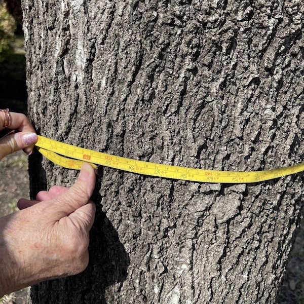 How To Protect Your Trees From Construction Damage