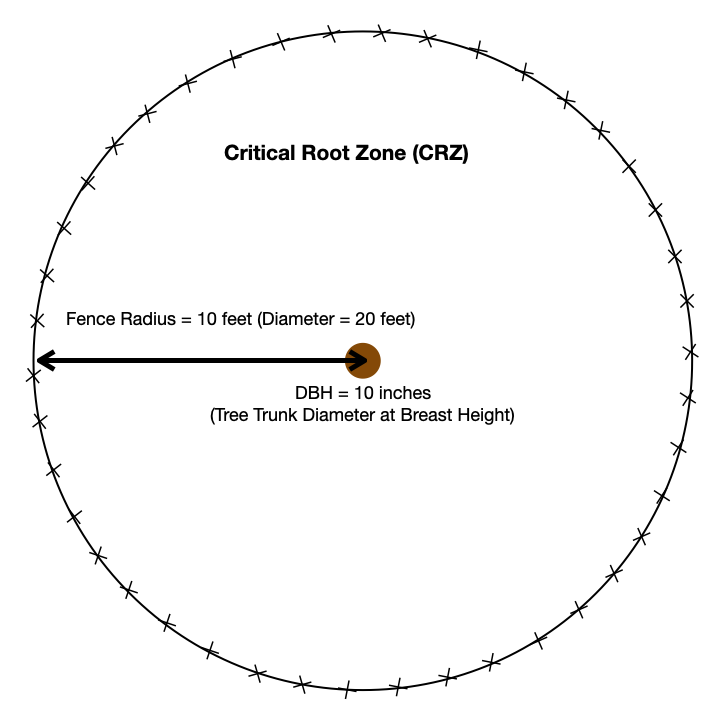 Graphic showing the size of a tree's Critical Root Zone (CRZ)