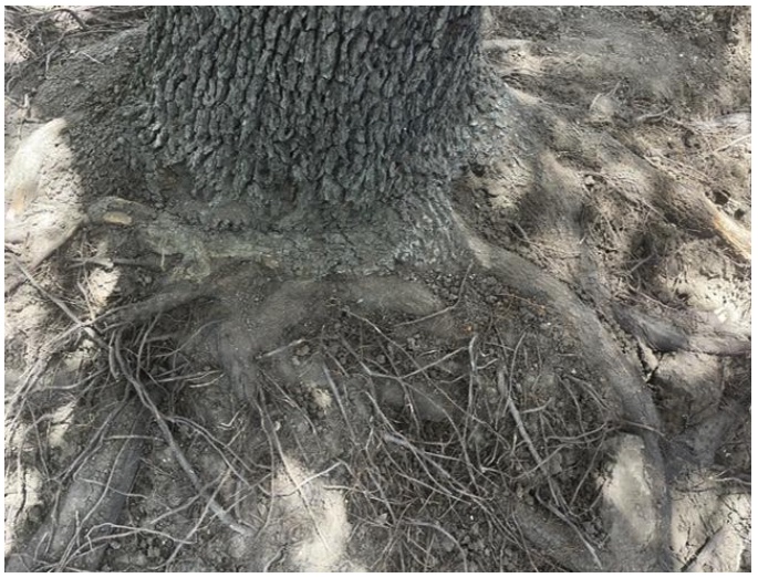 Photo of a damaged heritage tree's roots after air-spading for assessment.