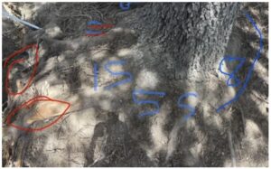 Photo with annotations showing where arborists will use an air spade to excavate tree roots damaged by construction