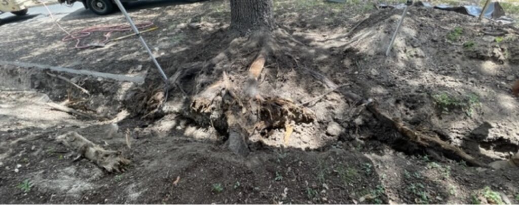 Photo of live oak tree roots damaged by a construction excavator in Austin, TX