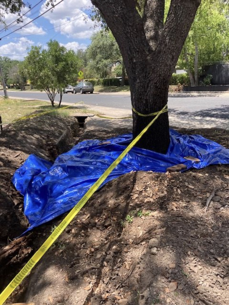 Photo of a damaged tree protected with caution tape and tarps