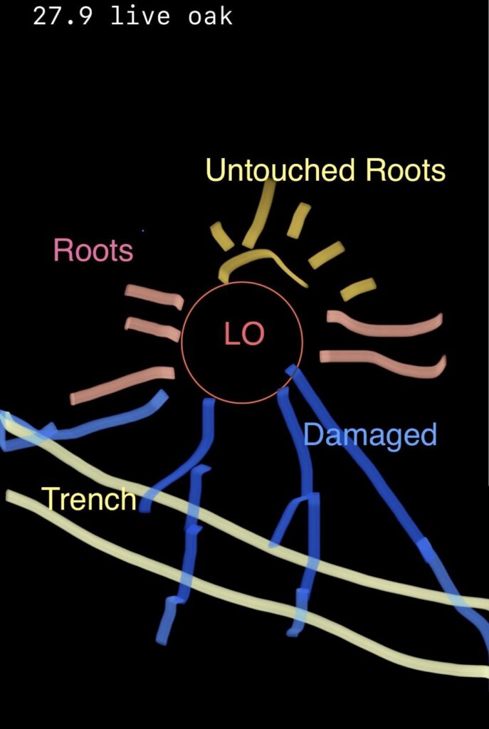 Diagram showing construction trench, live oak tree, damaged and untouched roots.