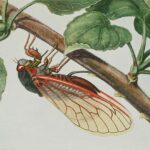 Image of an adult cicada