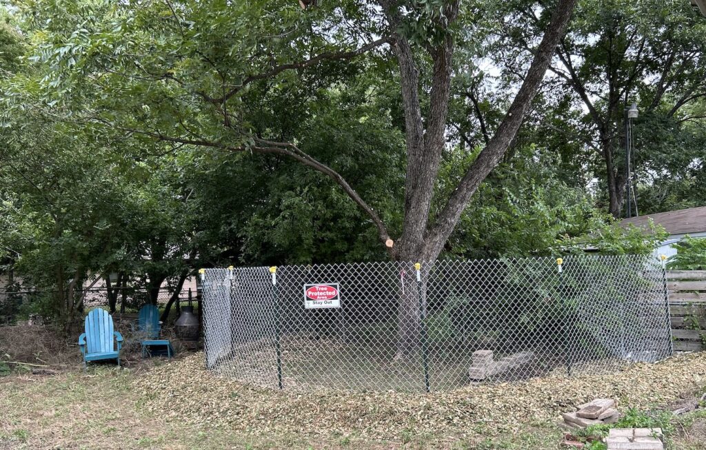 Photo of a 20-inch diameter Pecan Tree protected by a fence during construction in Austin TX