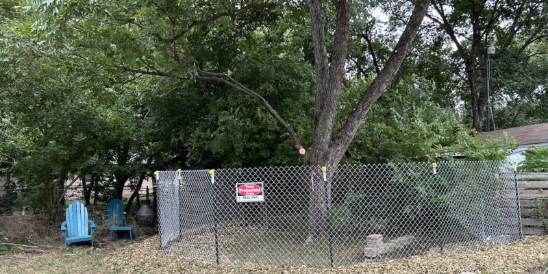 Photo of a 20-inch diameter Pecan Tree protected by a fence during construction in Austin TX