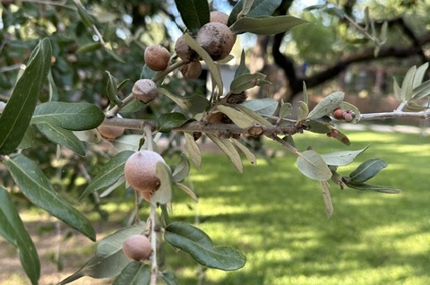 Photo of mealy oak galls on a live oak tree in Austin TX